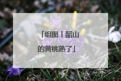 组图丨韶山的黄桃熟了